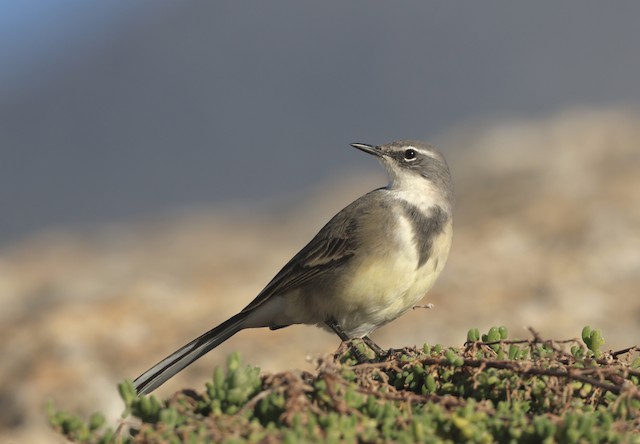 cape wagtail