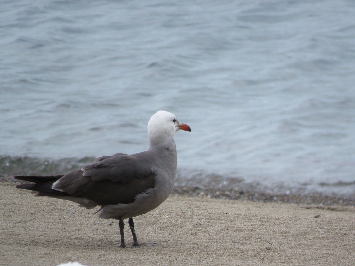 Ebird Checklist Jun Euclid Creek Reservation Euclid Beach Park Species