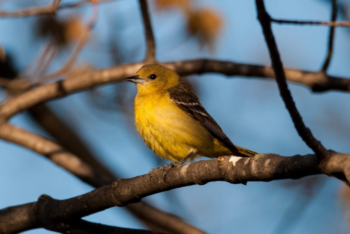 Orchard Oriole - ML58752321