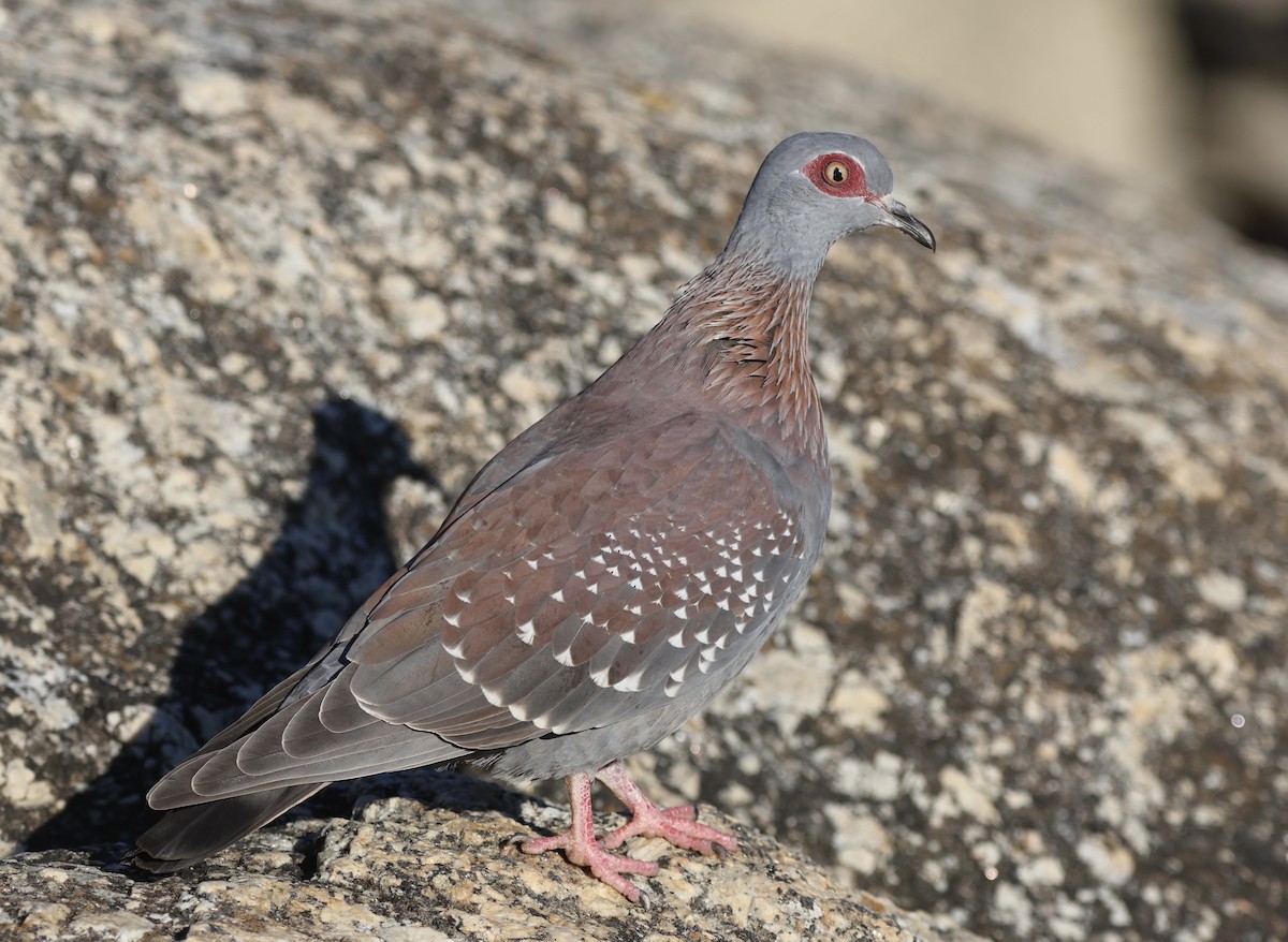 Speckled Pigeon - ML587523511