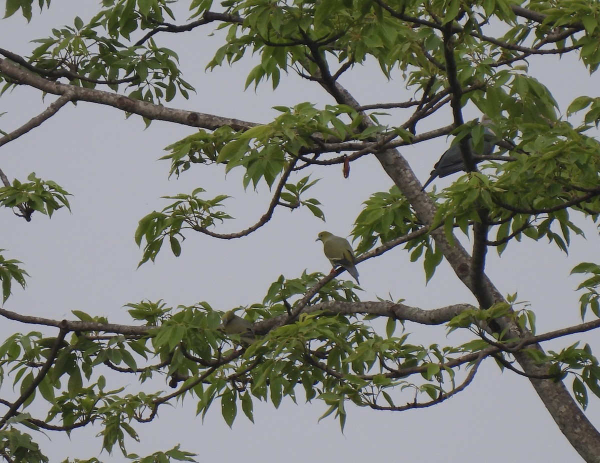Pin-tailed Green-Pigeon - ML587525541