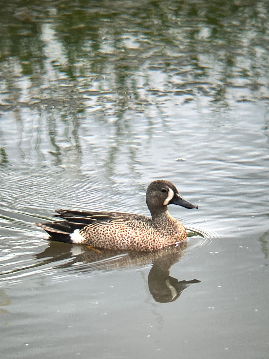 Blue-winged Teal - ML587525711
