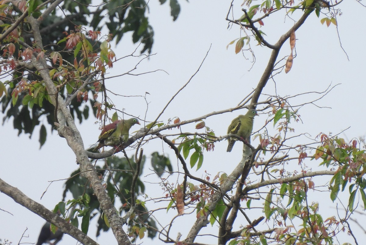 Thick-billed Green-Pigeon - ML587526281