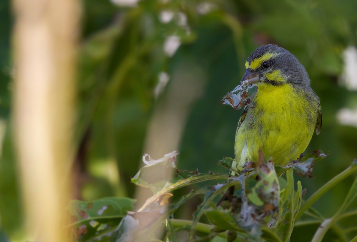Yellow-fronted Canary - ML587529431