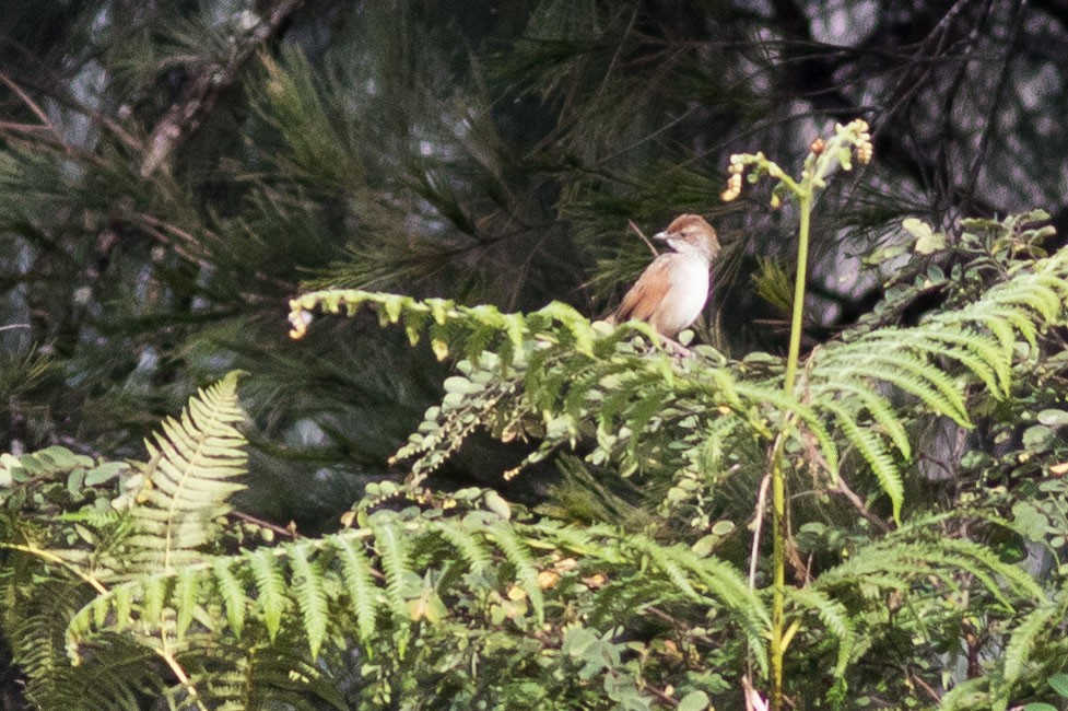 Papuan Grassbird - ML587535951