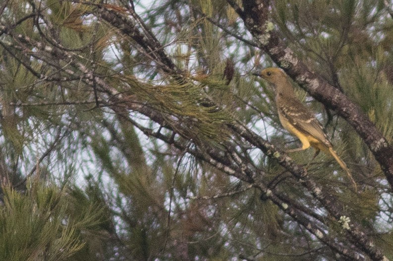 Yellow-breasted Bowerbird - ML587537281