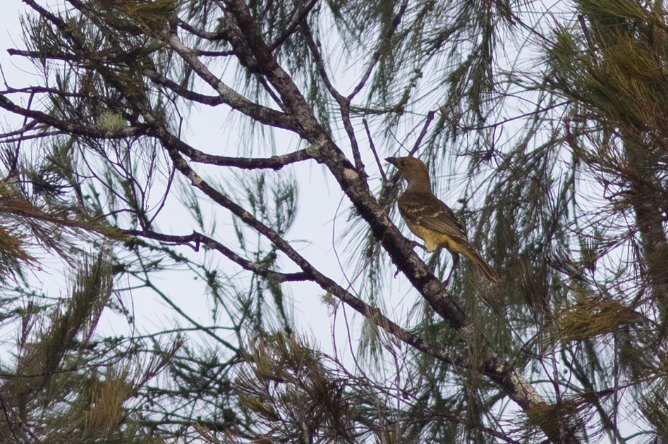 Yellow-breasted Bowerbird - ML587537291
