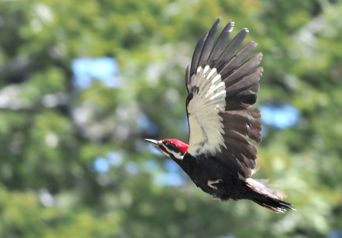 Pileated Woodpecker - ML587540111