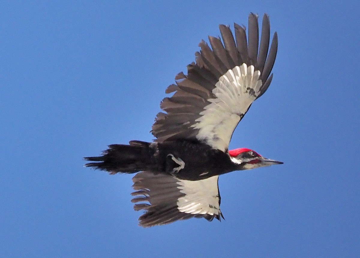 Pileated Woodpecker - ML587540121