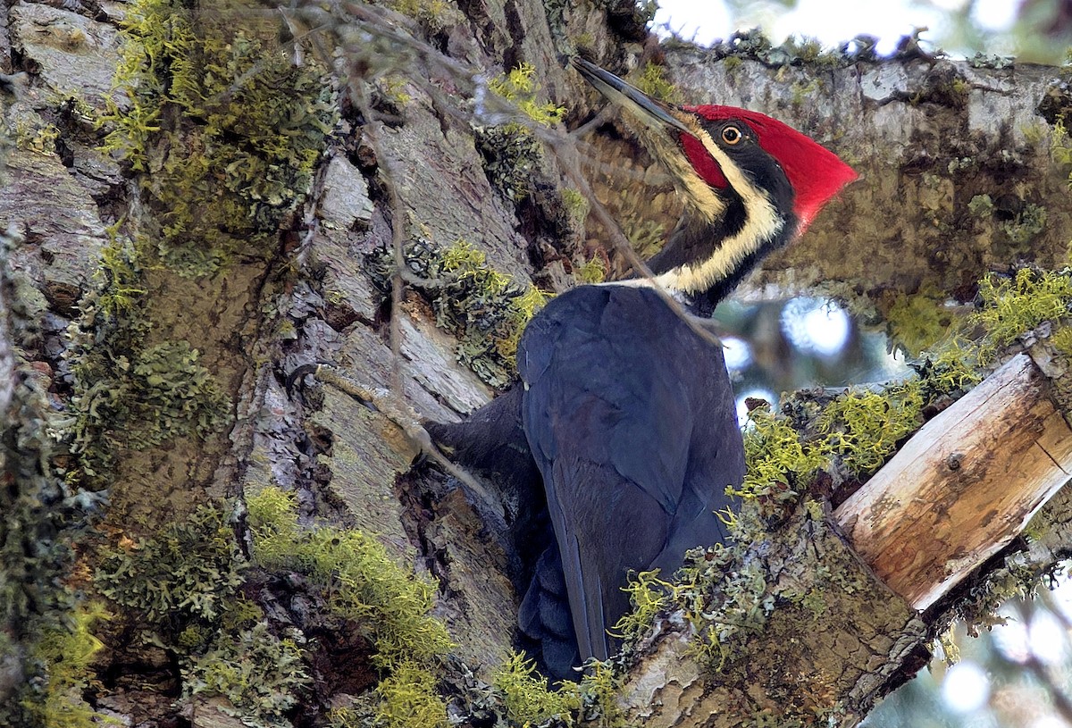 Pileated Woodpecker - ML587540131