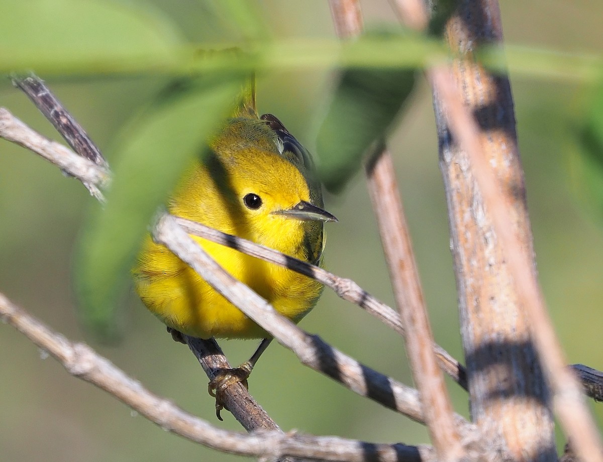 Yellow Warbler (Northern) - ML587540591