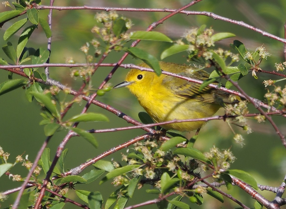 Yellow Warbler (Northern) - ML587540601