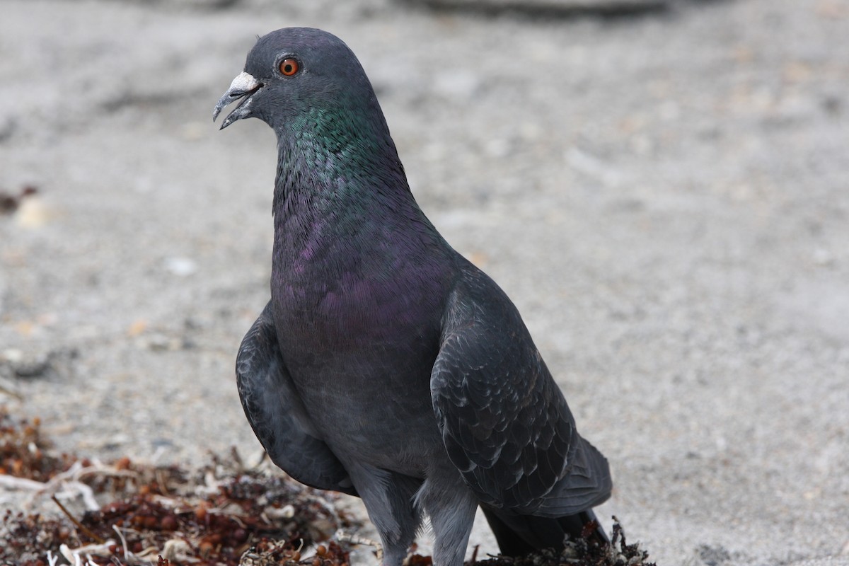 Pigeon biset (forme domestique) - ML587543531