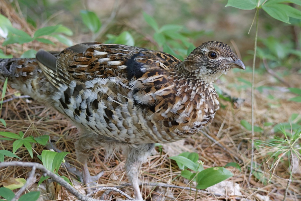 Ruffed Grouse - Larry Therrien