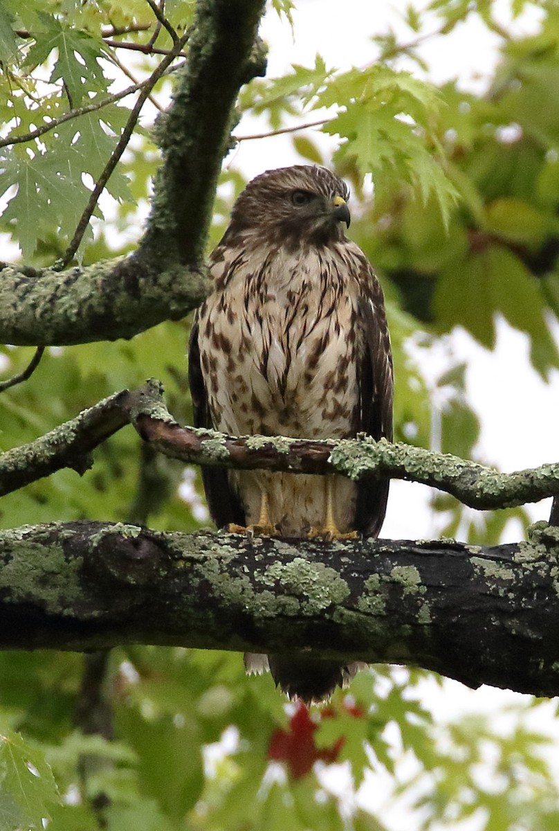 MarylandDC Breeding Bird Atlas Checklist 23 Jun 2023 Price Road