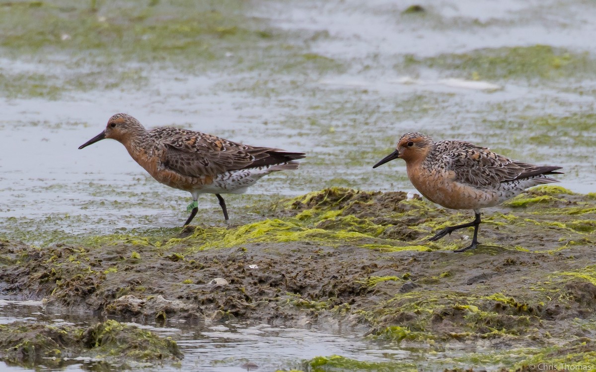 Red Knot - ML58755121