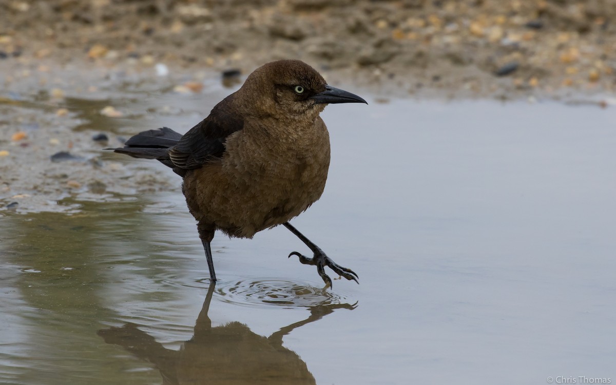 Boat-tailed Grackle - ML58755441