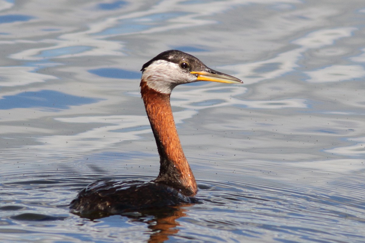 Red-necked Grebe - ML587556201