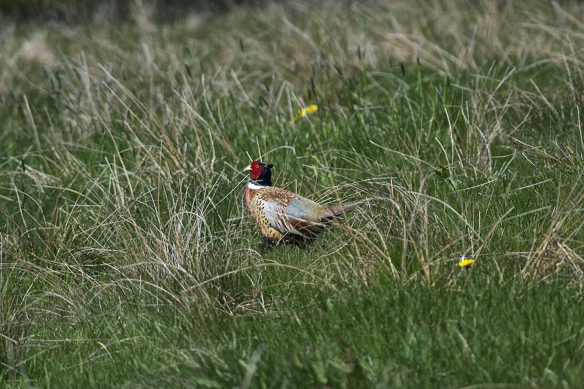 Ring-necked Pheasant - Paul Gould