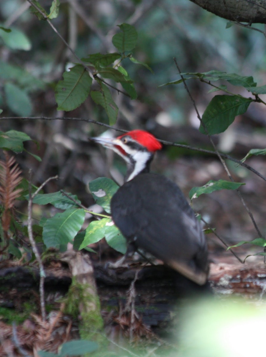 Pileated Woodpecker - Pete Dunten
