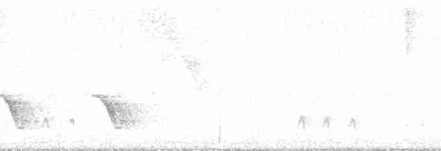 Little Tinamou - ML58756
