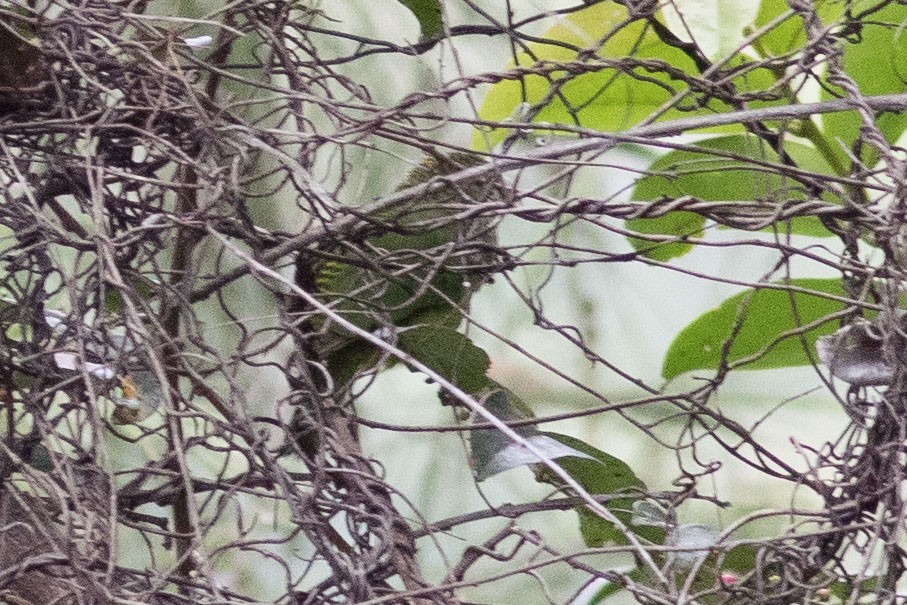 Папужець-бронзоголов зеленоволий - ML587564221