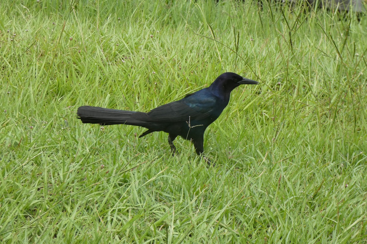 Boat-tailed Grackle - ML587564611