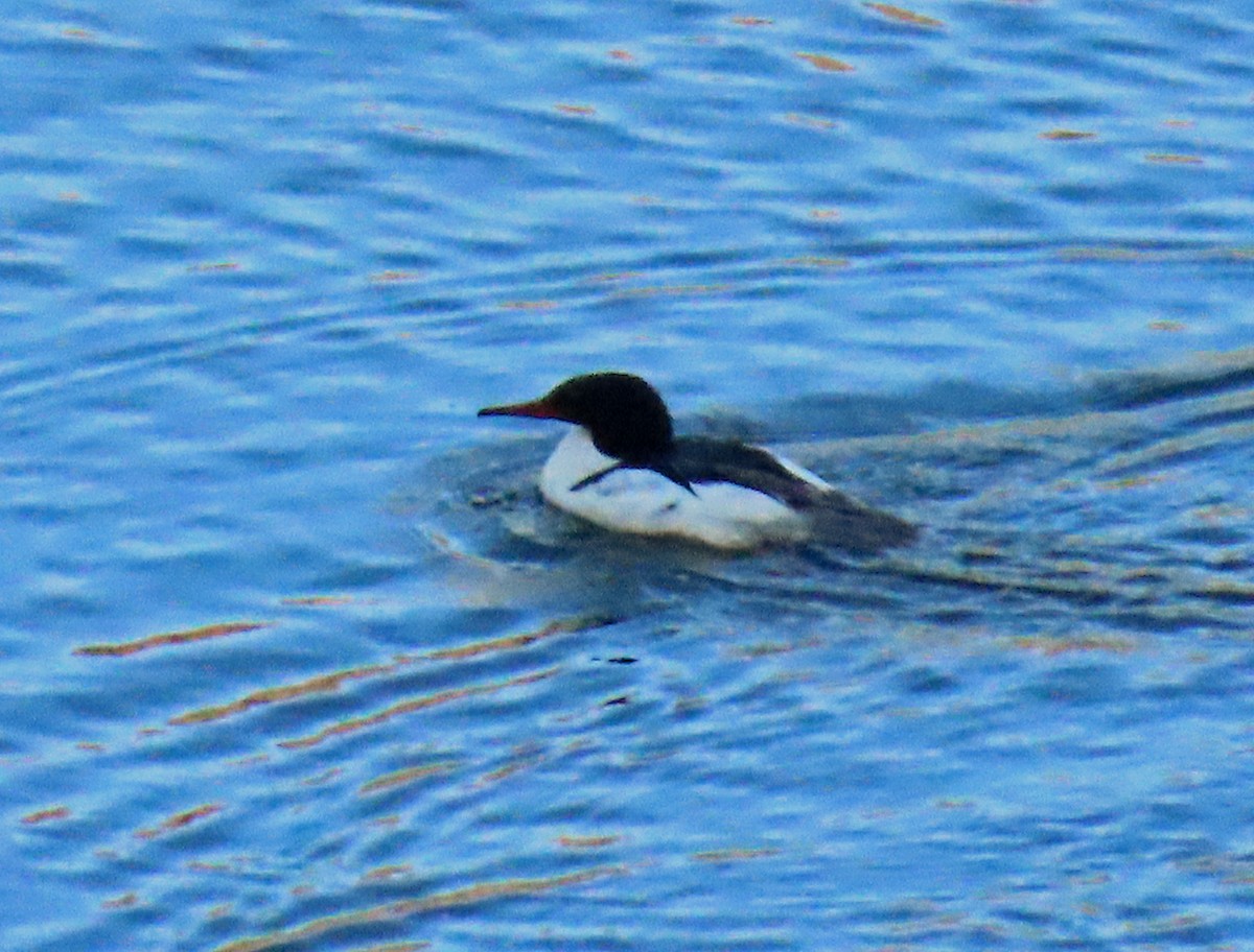 Ebird Checklist Jun Sylvan Lake Sp Species