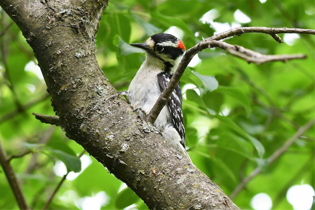 Downy Woodpecker - ML587573521