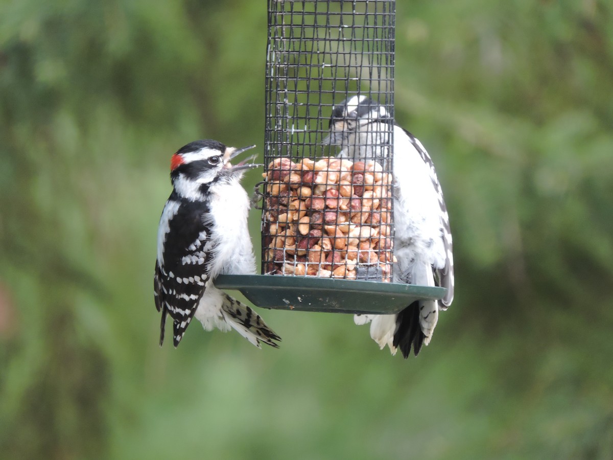 Downy Woodpecker - ML58757371