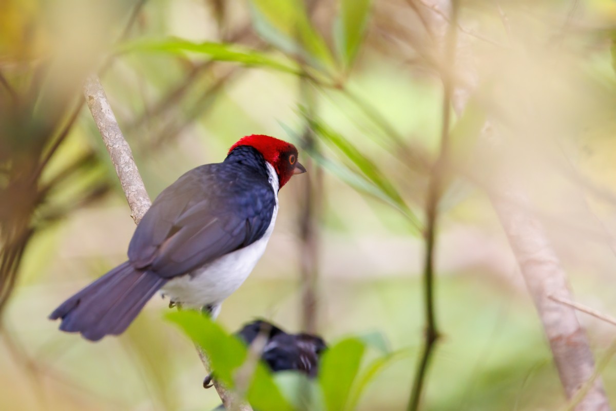 Red-capped Cardinal - ML587578431