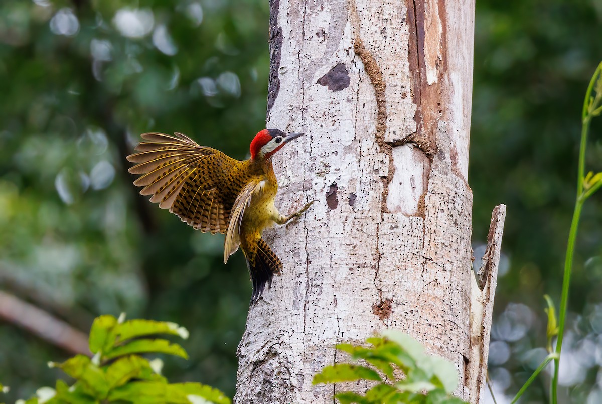 Spot-breasted Woodpecker - ML587578761
