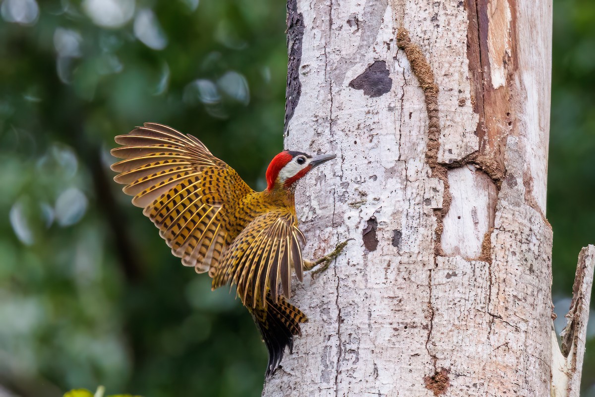 Spot-breasted Woodpecker - ML587578771