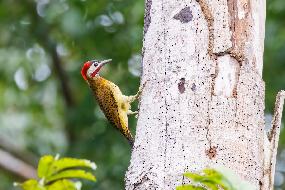 Spot-breasted Woodpecker - ML587578781