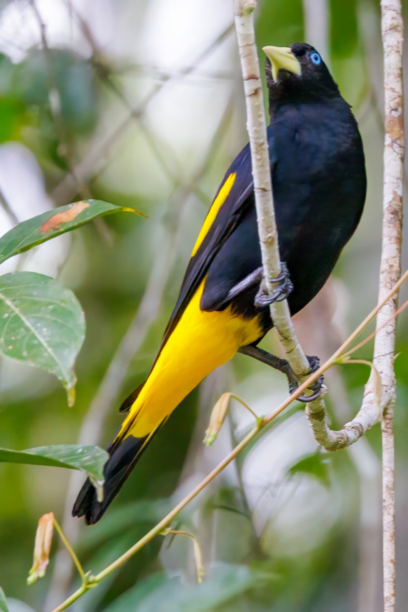 Yellow-rumped Cacique - ML587579021