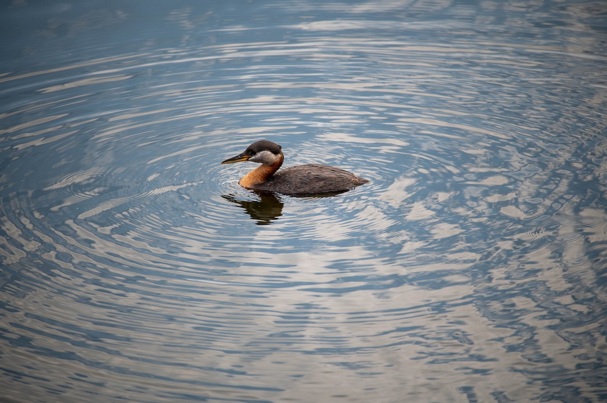Red-necked Grebe - ML587593011