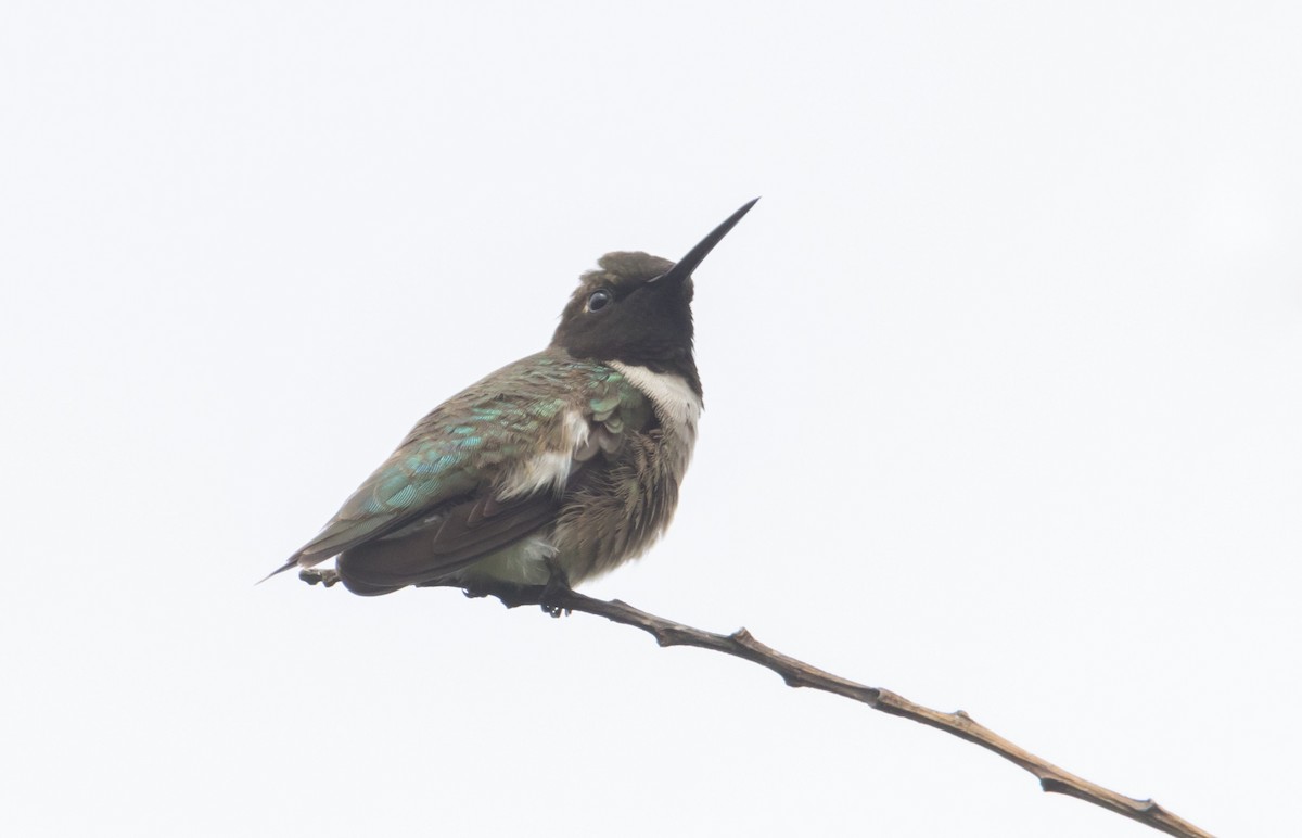 Black-chinned Hummingbird - ML587594771