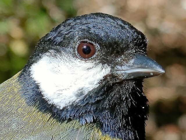 Close-up of adult. - Great Tit - 