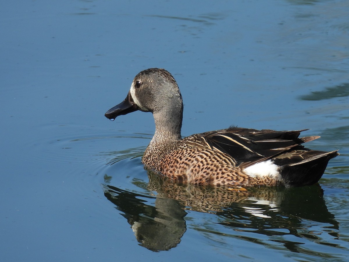 Blue-winged Teal - ML587599311