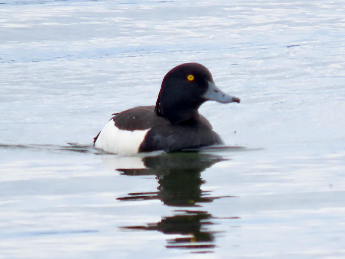 Tufted Duck - ML587601231