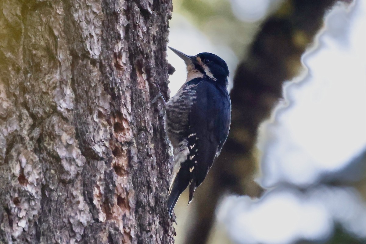 Black-backed Woodpecker - ML587605031