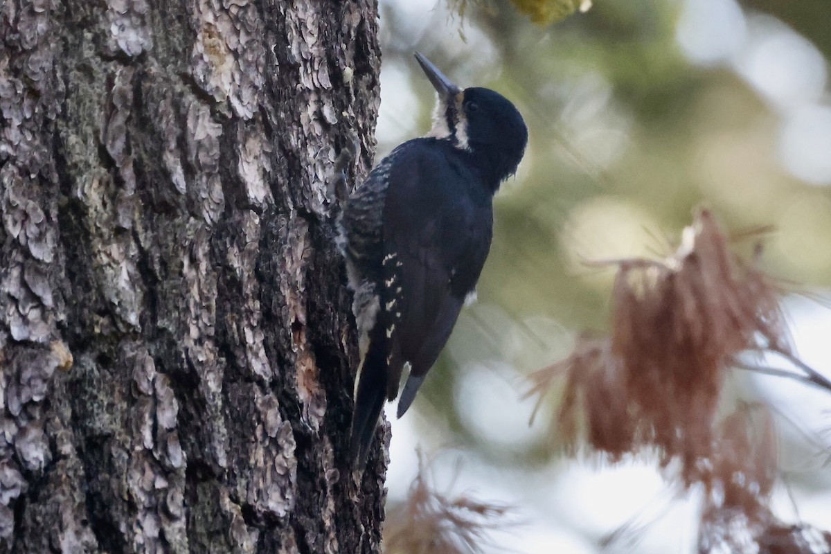 Black-backed Woodpecker - ML587605041