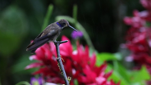 kolibřík fialovouchý - ML587605341
