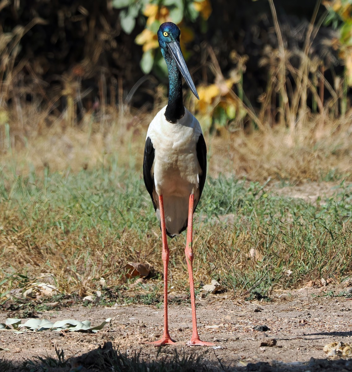 Black-necked Stork - ML587605381
