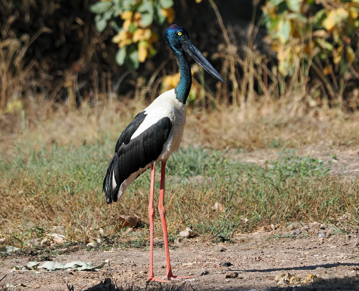 Black-necked Stork - ML587605391