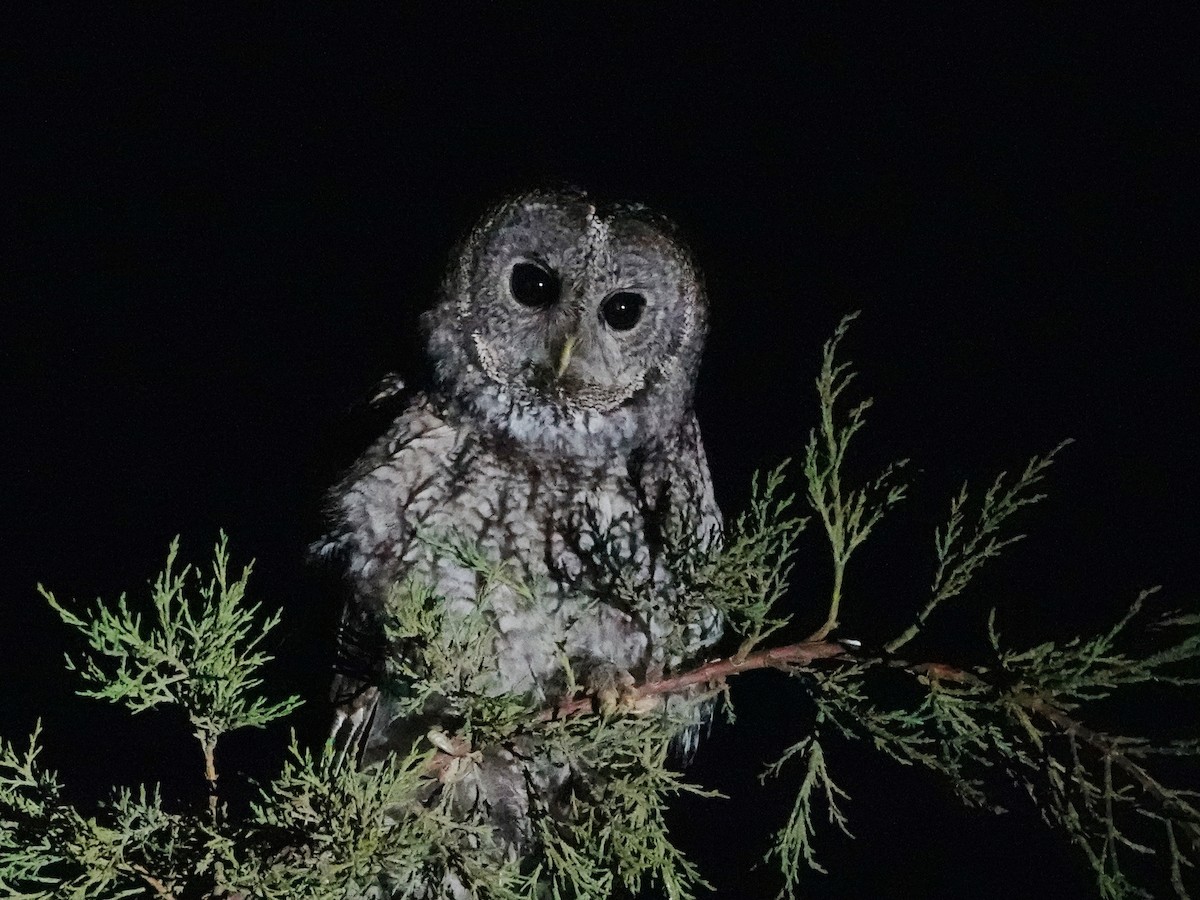 Maghreb Owl - ML587609971