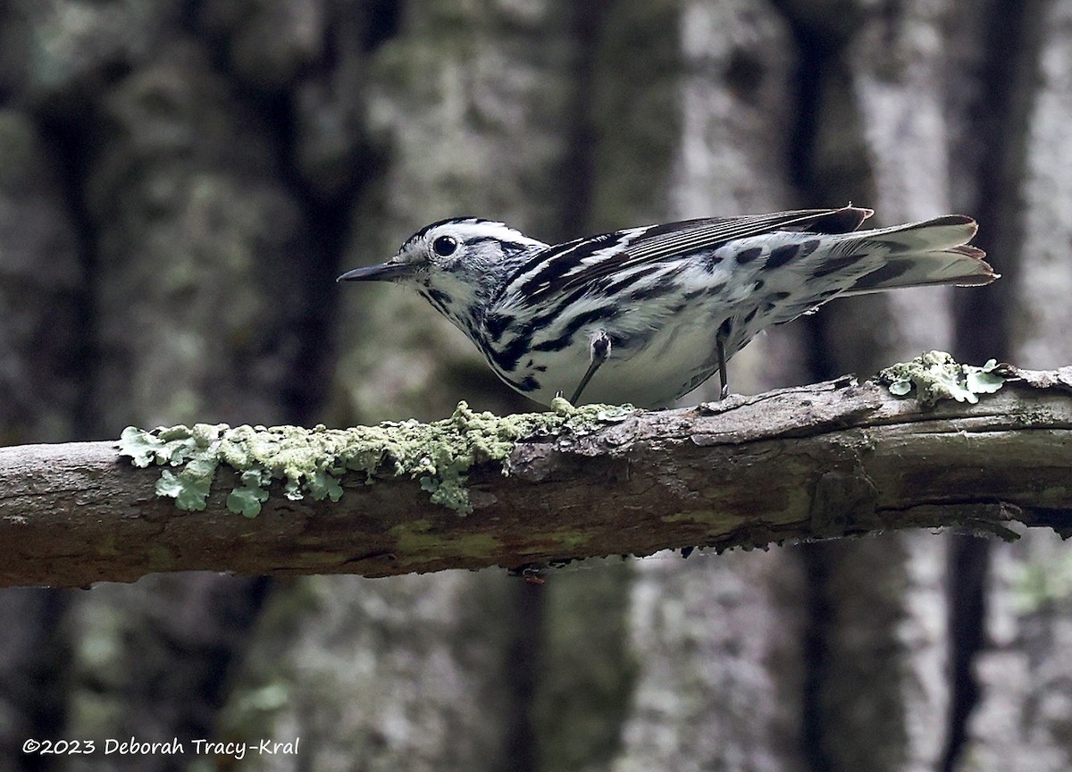 Black-and-white Warbler - ML587613651