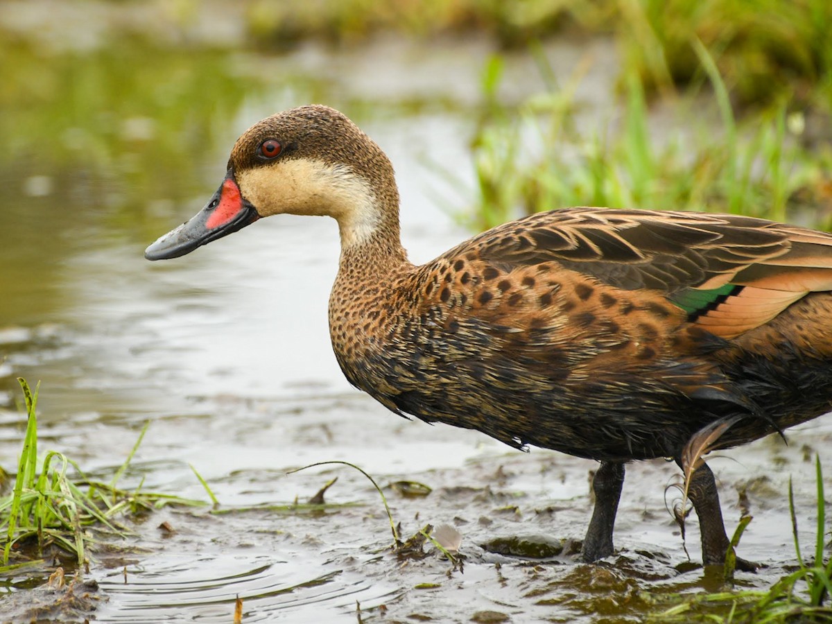 eBird Checklist - 23 Jun 2023 - Lyford Cay Golf Course - 15 species