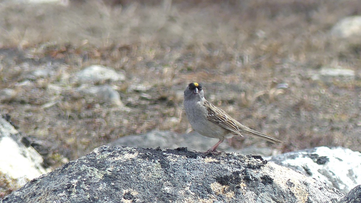 Golden-crowned Sparrow - ML587620891
