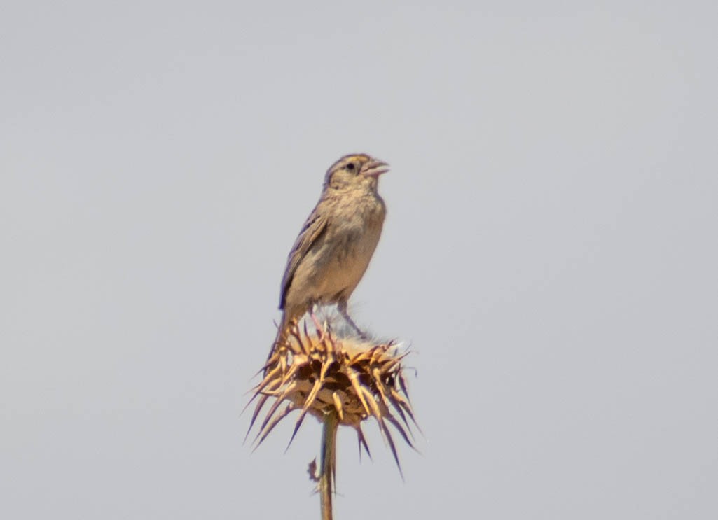 Grasshopper Sparrow - ML587621581